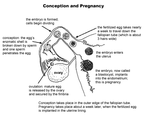 Conception and Pregnancy