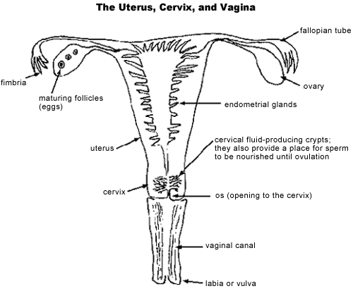 The Uterus, Cervix, and Vagina